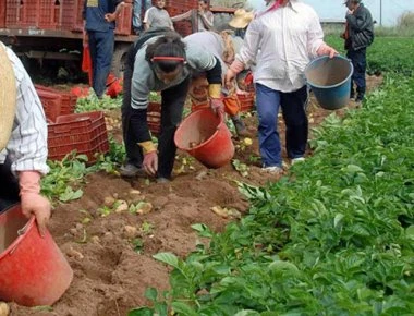 «Ανάσα» για πολύτεκνες αγρότισσες μητέρες - Επίδομα 1.000 ευρώ - Ποιες το δικαιούνται